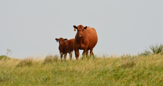Nov. 14 Tri-State Beef Technology Series at Ithaca, NE