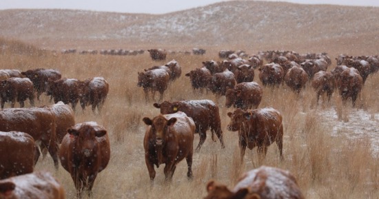 Nebraska Extension to host webinar on low pregnancy rates in young cows