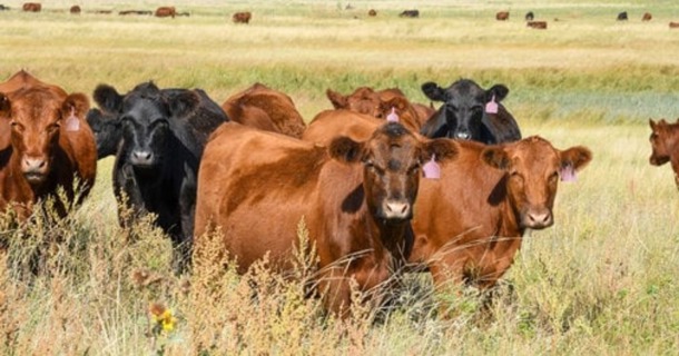 Yearling heifers graze on a Sandhills meadow in Nebraska. Photo by Troy Walz, Nebraska Extension.  