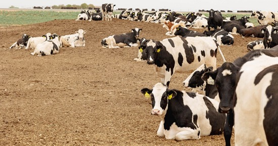 Researchers develop promising new vaccine against bird flu